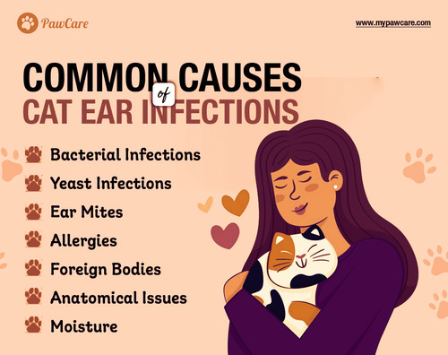Common Causes of Cat Ear Infections.jpg