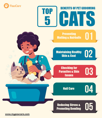 Top 5 Benefits Of Pet Grooming Cats.jpg