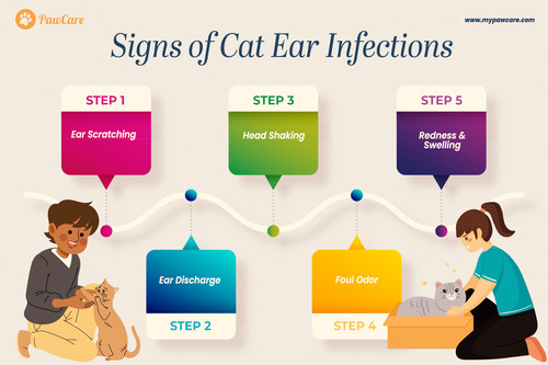 Signs of Cat Ear Infections.jpg