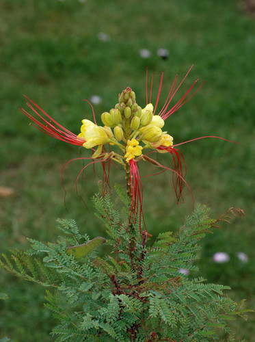 Caesalpinia gilliesii.jpg