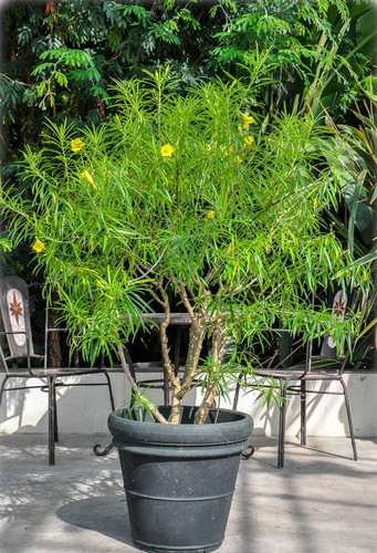 Thevetia peruviana 3.jpg