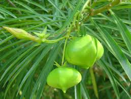 Thevetia peruviana 2.jpg