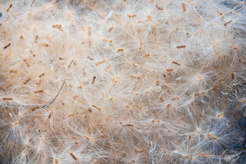 Alstonia scholaris seed piled on the ground..jpg