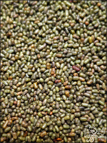 Sesbania sesbania seeds.jpg