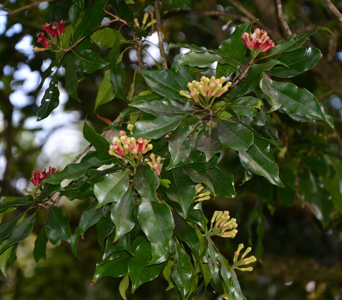 syzygium aromaticum5.jpg