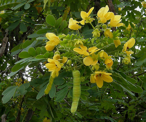 cassia glauca 2.jpg