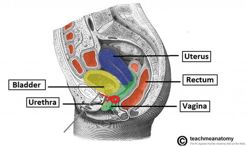Sagittal Section of the Female Pelvis Anatomical Relations of the Internal Reproductive Tract 1024x6.jpg