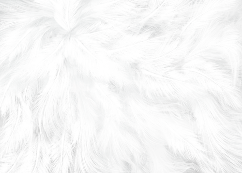 —Pngtree—feather bird white background 1595800.png
