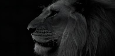 Lions kafelek.jpg