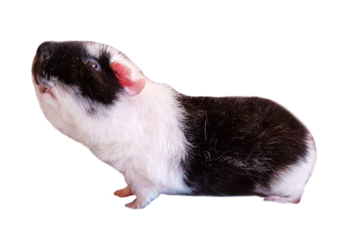 k8rocvfnzdhc1 copy.png