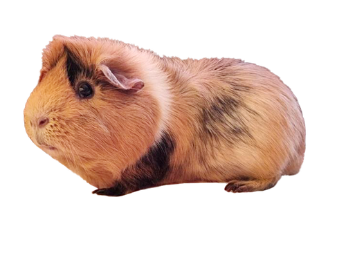 p59j5penzdhc1 copy.png