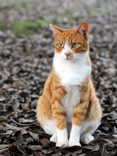 800px Orange tabby cat sitting on fallen leaves Hisashi 01A.jpg