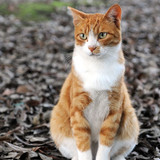 800px Orange tabby cat sitting on fallen leaves Hisashi 01A