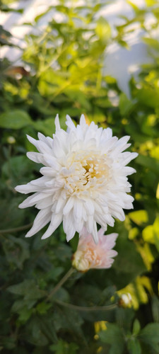 IMG 20240208 074727.jpg