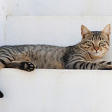 1280px Cat August 2010 4