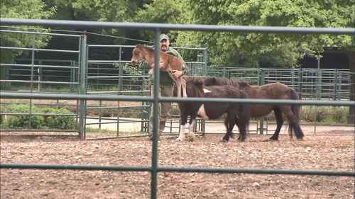 Zoo.Juniors.2011.S01E01.1080p.WEB DL.H264.AAC PTerWEB.mp4 20240206 105059.351.png