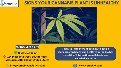 Signs Your Cannabis Plant is Unhealthy.png