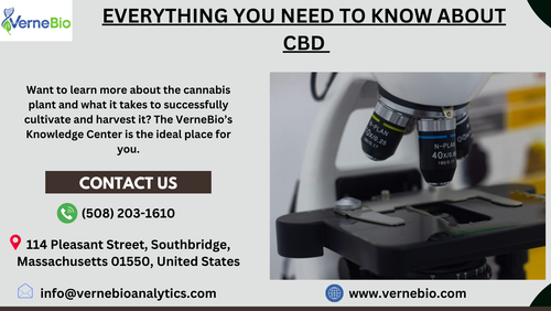 Everything You Need to Know About CBD.png