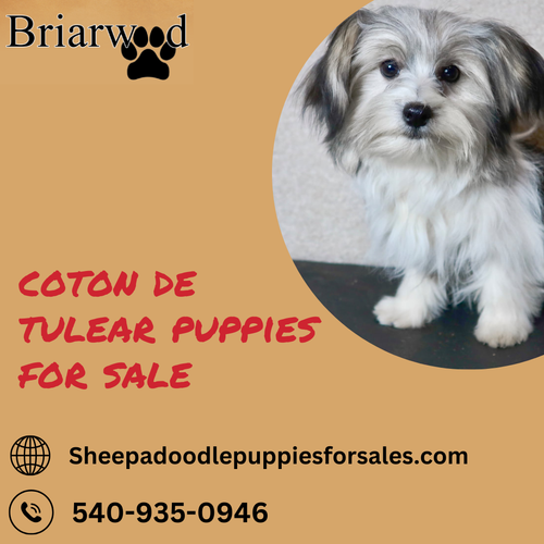 Mini Bernedoodle Breeders | Briarwood.png
