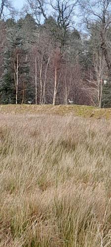 i think it's a herons.jpg