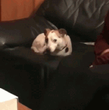 sup dawg sug.gif