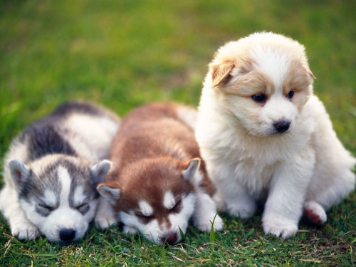 cute puppies9