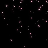 Black And White Gif.gif