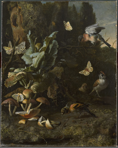 Hondecoeter, Melchior d' Животные и растения, 1695, 66 cm х 52,5 cm, Холст, масло