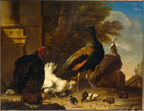 Hondecoeter, Melchior d' Курица с павлинами и индюк, 1695, 134 cm х 174,5 cm, Холст, масло
