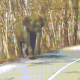 slon1.gif