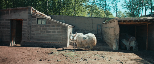 The.White.Yak.2016.2160p.WEB DL.DDP5.1.H265.HDR MISS.mkv 20240212 185424.912.png