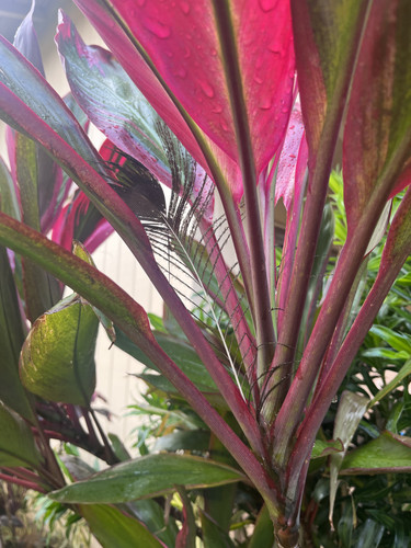 5A1A130E BDB1 4EC6 9066 8D421F1BB0FB.jpg