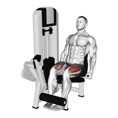Leg extension.gif