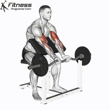 EZ Bar Preacher Curl.gif
