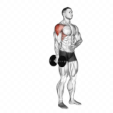 Single Lateral raises by Dumbbells.gif