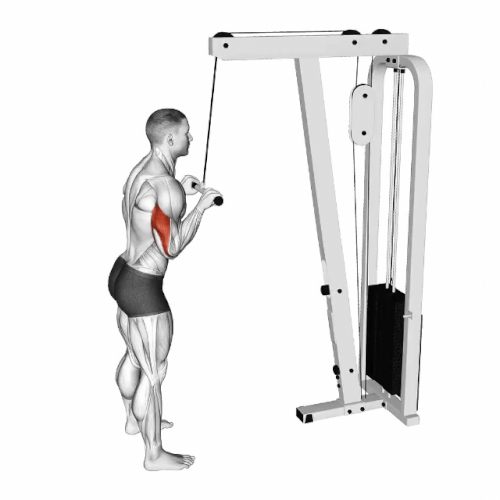 Triceps close grip push down.gif