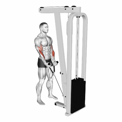 Biceps hammer curl by rope.gif