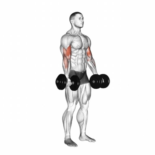 Biceps curl by DB.gif