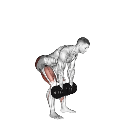 Dumbbell Romania deadlift.gif