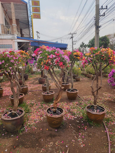 WhatsApp Image 2024 02 05 at 09.19.46 c0e7419b.jpg