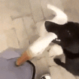 ​鹅哥，算了算了，给个面子.gif