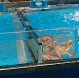 自强不息.gif