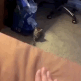 你上来呀 你下来呀.gif