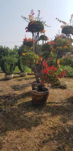 WhatsApp Image 2024 02 05 at 09.19.47 a8566e32.jpg