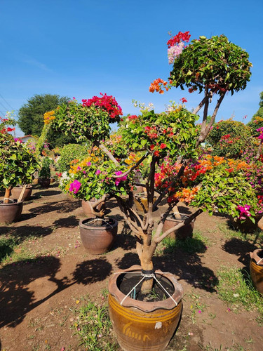 WhatsApp Image 2024 02 05 at 09.19.47 c601fef7.jpg