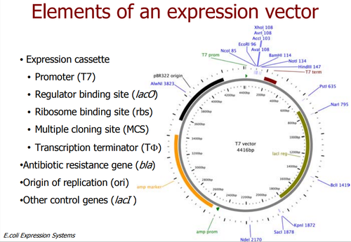DH5α, BL21, and TOP10 are strains of Escherichia coli..png