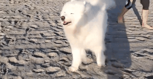 vivaldi 2024 02 06 22 54 57.gif