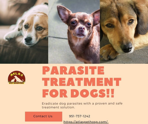 At Atlas Pet Hospital, our comprehensive parasite treatment for dogs ensures the health and well-being of your furry friend. Our experienced veterinarians use advanced, safe solutions to eliminate and prevent parasites, offering peace of mind. Trust Atlas Pet Hospital for quality care, keeping your canine companion happy and healthy.
https://atlaspethosp.com/services/