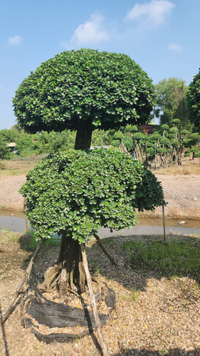 WhatsApp Image 2024 02 09 at 06.51.23 1a76b496.jpg