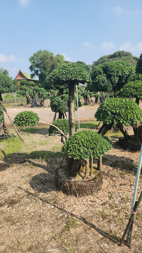 WhatsApp Image 2024 02 09 at 06.51.21 51a00ccf.jpg